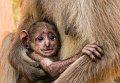 40 - Monkey child - BRIGITTA MOSER - austria